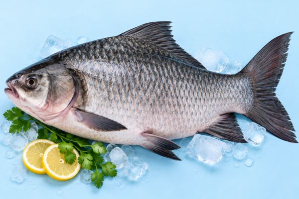 Catla Fish