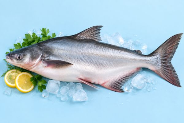 Pangasius Fish
